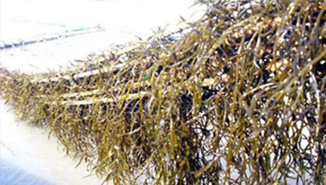 温州佳海食品有限公司食品车间净化工程项目